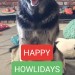 artemispanthar:I took the perfect photo of Leonard while he was trying to guilt my mom into giving him treats so I slapped some text on it and made it a holiday card This face. This is just the most perfect face I’ve ever seen in my entire life.