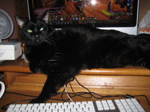 For Black Cat Appreciation Day! This is Tesla. He was a brat, an aggressive diabetic (he’d stu