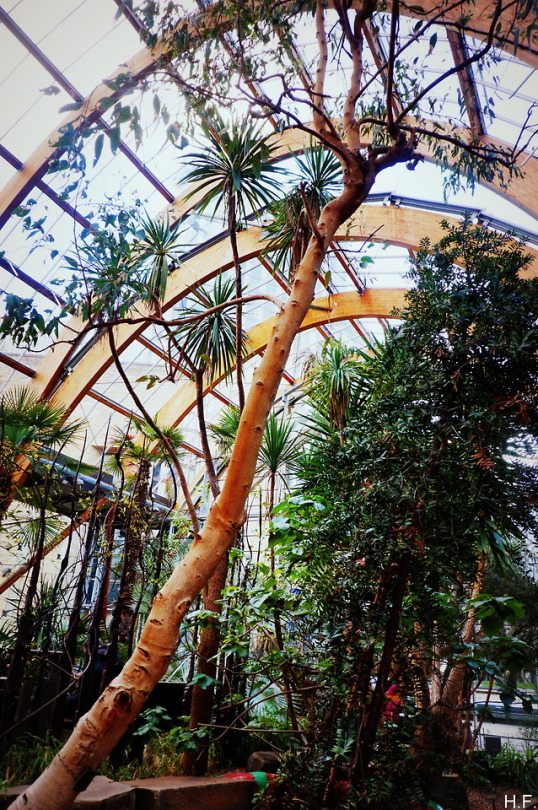 Tropical Trees, Sheffield Winter Gardens.