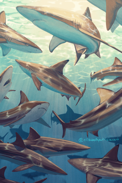 elizabethpatricianart: My piece, featuring the bronze whaler or copper shark, for the 7th annual Swi