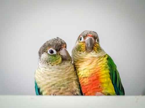 superziggy:  conureconure:  Youpi, Luciole and Sigrinn on the door.  so precious <3 