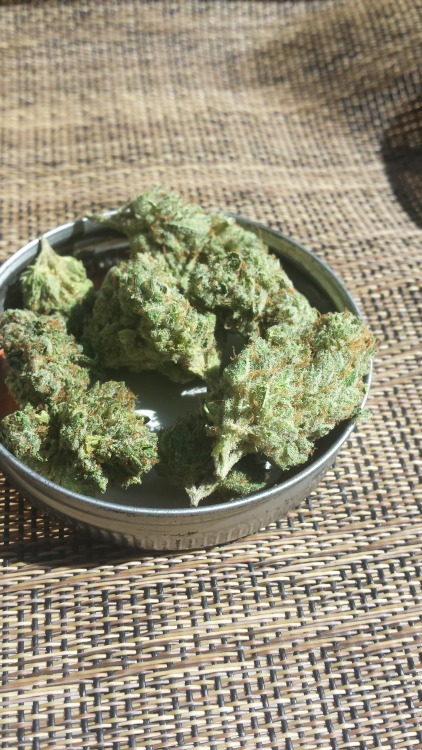 velcrochicken: Some Gorilla Glue #4 and SFV adult photos