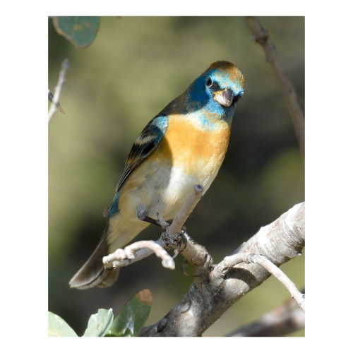 Lazuli bunting / colorín pecho canela (Passerina amoena), at Ash Canyon Bird Sanctuary, 