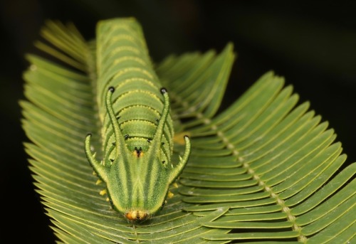sinobug:Nawab Butterfly “Dragonhead” Caterpillar (Polyura sp., Charaxinae, Nymphalidae)b