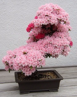 al-grave:  A cherry tree bonsai 