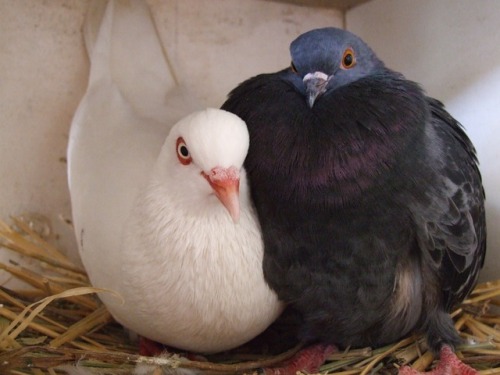 pigeonaday:Pigeon 271
