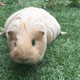 mylittlepigglewiggles - spreadthegay - please help! hello everyone, Popcorn (my pet guinea pig) has...