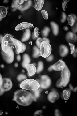 earthyday:  Jelly Fish in Black & White