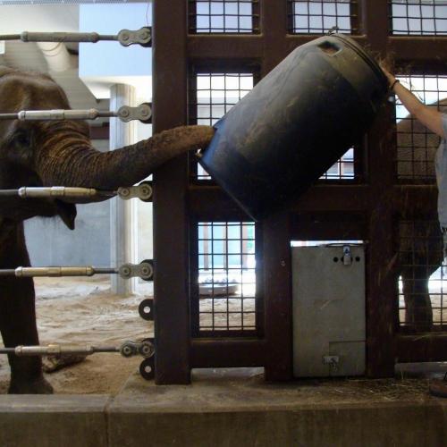 Ada/Hecate Zoo AUFor Week 4 of the Hackle Summer Trope ChallengeHecate Hardbroom likes elephants a l