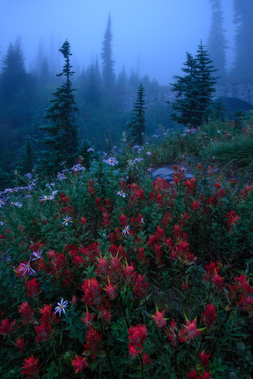 coiour-my-world:  Yanbing Shi ~ Dreamy Rainier ~ Mt Rainier NP 