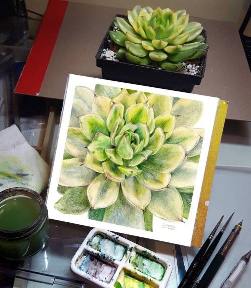 shadowscapes-stephlaw:#botanicalartist #botanical #succulove #succulents #echeveria