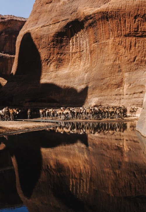 thoughtsforbeees:Guelta D’Archei // Ennedi, Chad (ft. one of the ever elusive and last remaining Wes