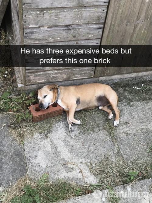 animalsnaps