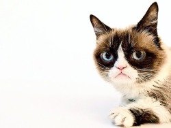 The Official Grumpy Cat's Tumblr