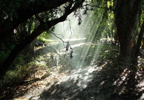yellow-wood:  Mist of Rain I by Liz G