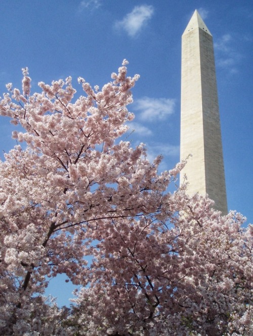 Washington Monument and Cherry Blossoms, Washington, DC, 2006.