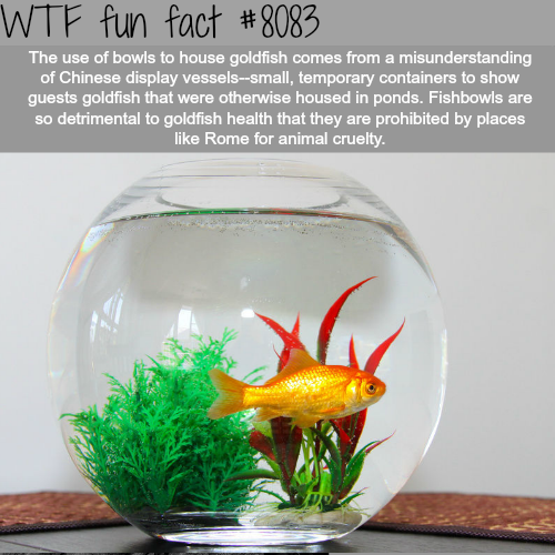 flashiefins: optometrictzedek: wtf-fun-factss: Why you shouldn’t put goldfish in a bowl - WTF 