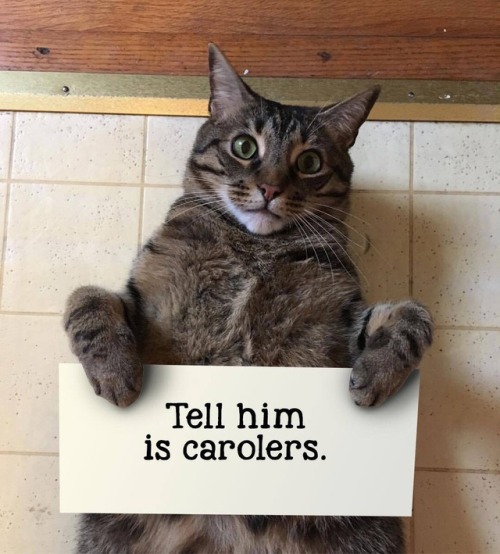 alyjack80:My boyfriend made my cat into a meme. The first picture is the original I took Holy shit t
