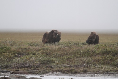 highways-are-liminal-spaces: The final 20 miles of the Dalton driven in the fog, North Slope, Alaska