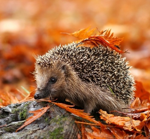 beautiful-wildlife: European Hedgehog (Erinaceus europaeus) by Miroslav Hlávko