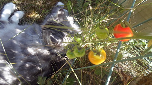 caughtbubbles: Sylph was looking gorgeous lying in the shade by the tomato plants. The lighting and 