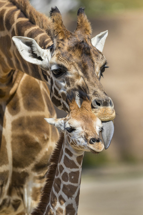 sdzoo:Watch Shani’s curious calf explore adult photos