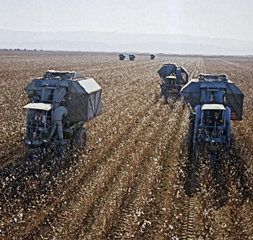 Soviet Turkmenistan workers picking cotton in 1980.