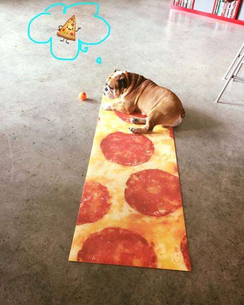 Daydreaming about pizza #Hercules #Englishbulldog #dogsofinstagram #bitchstolemyyogamat #yoga #yogad