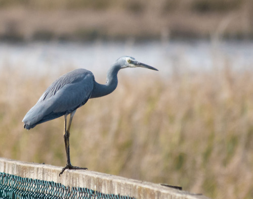 wildsideoflifeencounters:White-faced heron