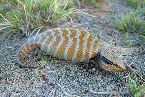 libutron:Centralian Blue tongue | ©Ryan Francis    (Near Longreach, Queensland, Australia) - Defensi