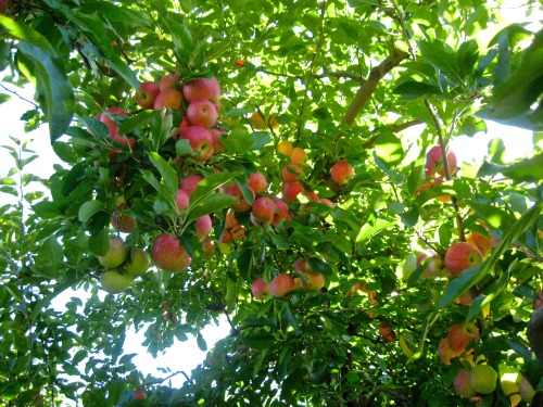 geopsych:  Visited an orchard today.
