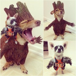 awwww-cute:  So, my friend who dressed up