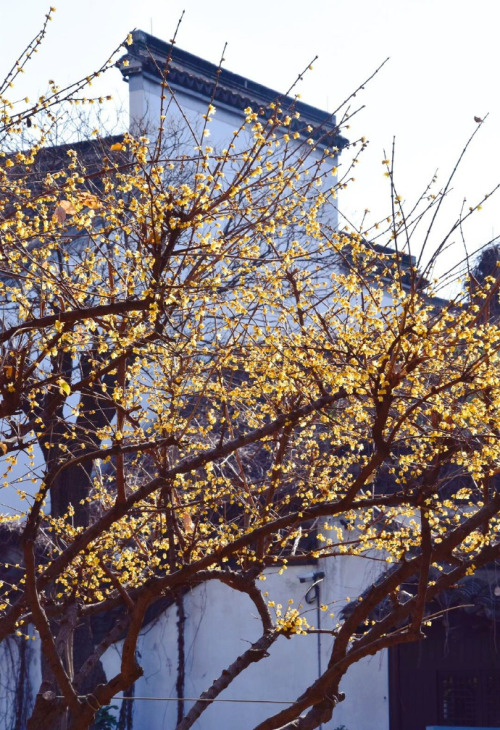 wintersweets in chinese garden by 云溪AN and 秋嫣旅行