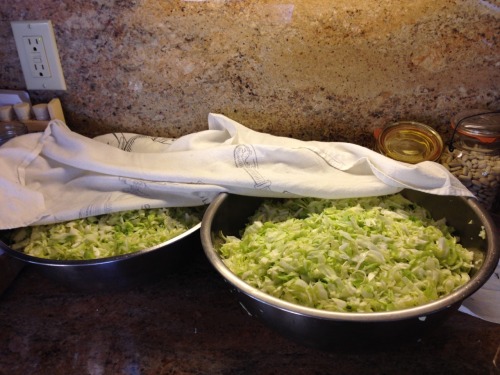 Making Sauerkraut - We picked 3 cabbages (about 10 lbs. total) and are turning them into 4 half gall