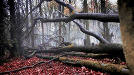 lochiels:COSTUME DRAMA + autumn colours/leaves[requested by @tulinozen​]