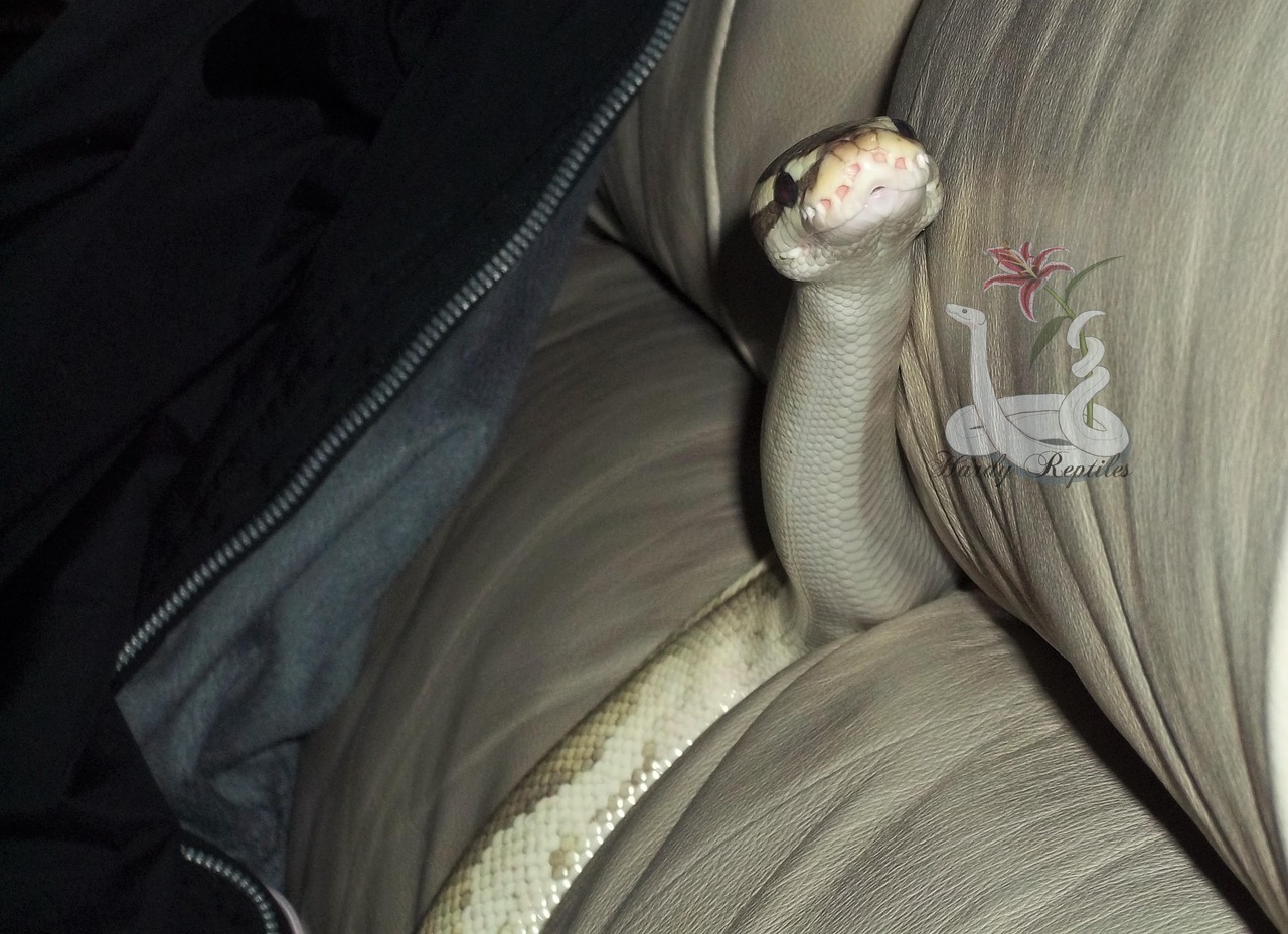 i-m-snek: Rhea. You are ridiculously cute. Like omg