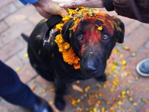 ithelpstodream:  In Nepal they have a festival that honours dogs and thanks them for being our loyal furry friends.