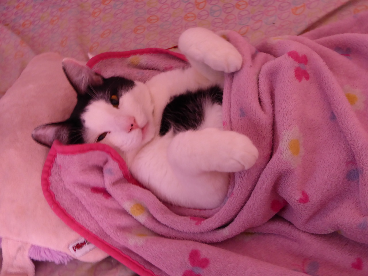 experiment-ichi:  He really is a spoiled baby.  