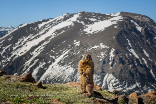 Pumped Up Marmot (via Lauren Bauer)