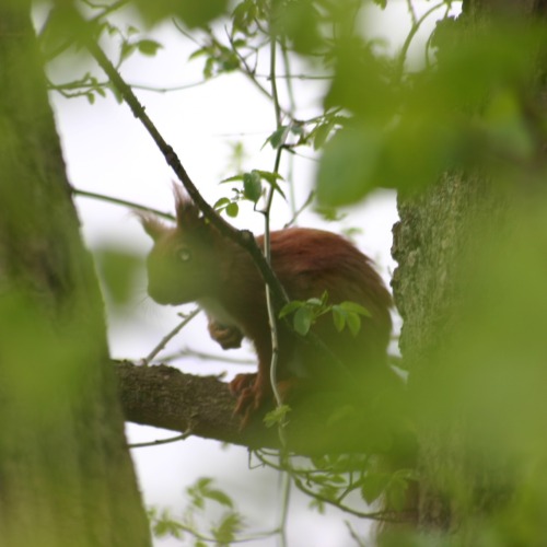 Eichhörnchen | (European) SquirrelSciurus vulgaris