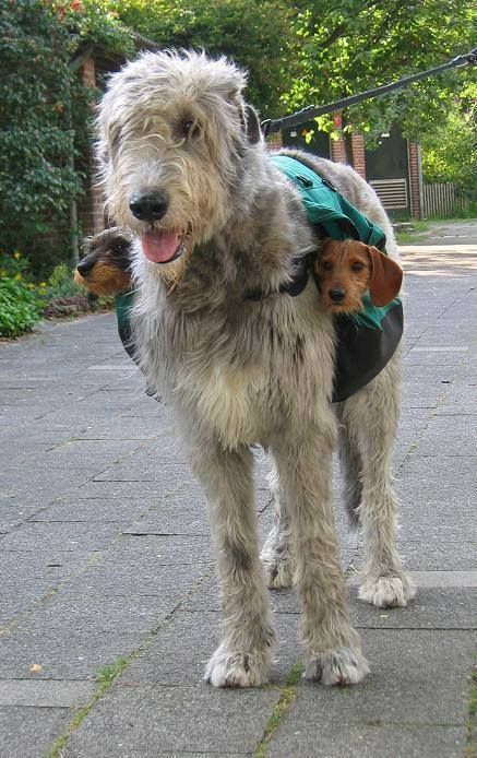 animals-riding-animals: dogs riding dog