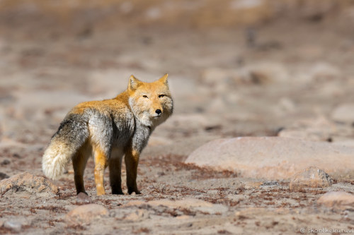 Tibetan sand fox by shoothekuruvi An ultimate rarity to photograph! This sand fox lives in very high