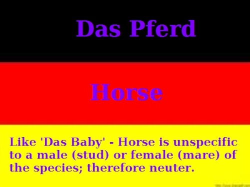 Das Pferd: Horse - Gender neutral noun for an equine. 