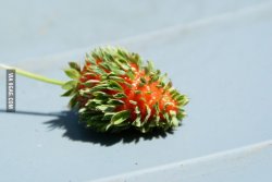 ragecomics4you:  19 years on this planet and this is the first picture of a germinating strawberry I seehttp://ragecomics4you.tumblr.com