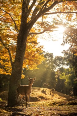 sublim-ature:  Nara Park, JapanNuttapoom