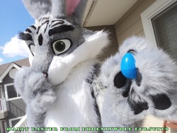 pwsuits:  Bunnymund from Dreamworks Rise of the Guardians cosplay fursuit by Phoenixwolf Fursuits! 