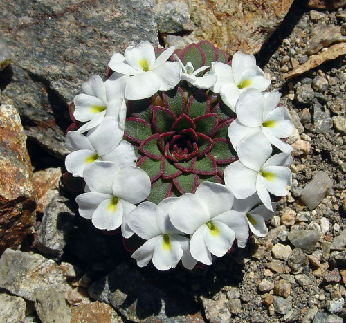 asylum-art-2:10 Photos Of Geometrical Plants For Symmetry Lovers   Who said math can’t be interestin