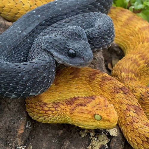 Are Those Pictures Of Bush Vipers Real????? They're The Most Adorable Thing I've Ever Seen