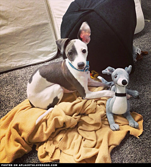 aplacetolovedogs:  Cute Italian Greyhound puppy with his new Kermie doll For more