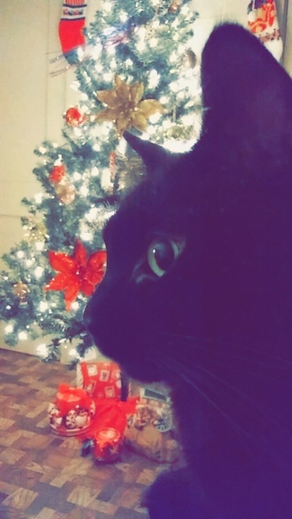 Kharjo&rsquo;s turn to pose with the Christmas tree lol. He&rsquo;s so majestic!